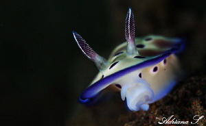 Nudi Portrait by Adriana Simeonova 